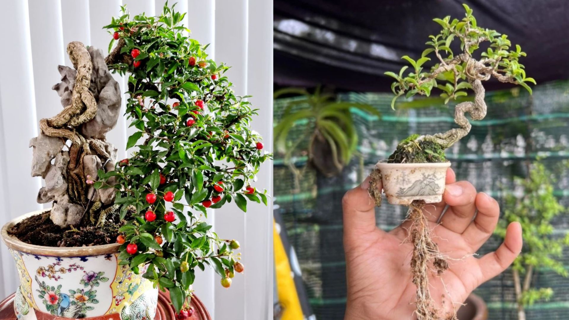 &Yacute; nghĩa phong thủy của c&acirc;y Hồng Ngọc Mai